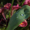 Dewdrops SPRING JEWELS Suzanne Ladd
