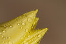 Dewdrops Tulip Petals Tony Nineham