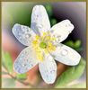 Dewdrops Wood anemone Graham Nicholls