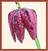 Dewdrops fritillaria Graham Nicholls