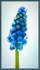 Dewdrops muscari Graham Nicholls