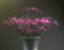 Dianthus Graham Nicholls