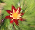 Dizzy Dahlia Tony Nineham