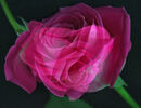 Double Rose Janice Cuer