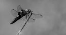 Dragonfly Jane Lewis (7)