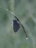 Droplets Dewy Roost Jane Lewis