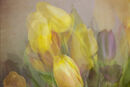 Essence of Tulip Jenny Short