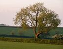 Evening hares Jane L (2)