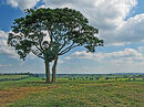 Farmborough Common tree Graham Nicholls