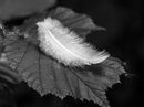 Feather Diana Walker
