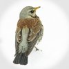 Fieldfare-in-the-snow-Jenny-Short HC