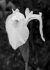 Flag Iris Diana Walker
