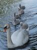 Following Mum Jane Lewis