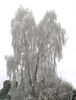 Frosted tree Greaham Nicholls