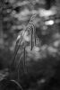 Grasses in sun Jenny Short