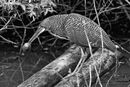 HC Heron with Baby Turtle Nineham
