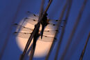 HC The Moon and Dragonflies Nineham