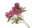 Hellebore Jane R (1)