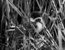 Hiding From Mum Jane Lewis