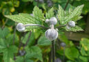 Japanese Anemone New Family Jane R