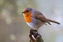 Jenny Short Swell Woods Robin