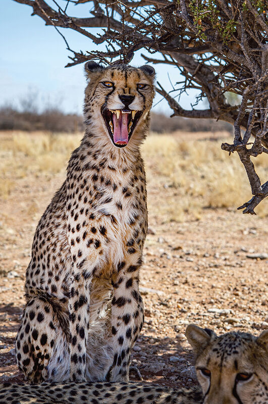 LEOPARD