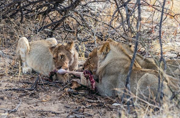 LION KILL
