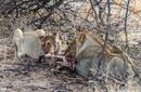 LION KILL