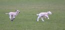 Lambs On The Run Tony Nineham