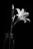 Lily Geoff Noad
