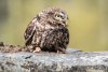 Little Owl - 2nd - DW