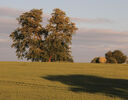 Lone Tree 1 Tony Nineham (1)