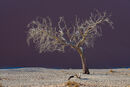 Lone Tree 2 Geoff Noad