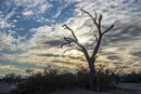 Lone Tree 3 Geoff Noad