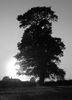 Lone Tree Black & White Tony Nineham