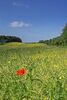 Lonely Poppy Jenny Short