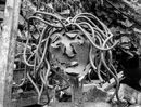 Medusa Jane L