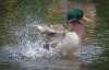 Motion Duck