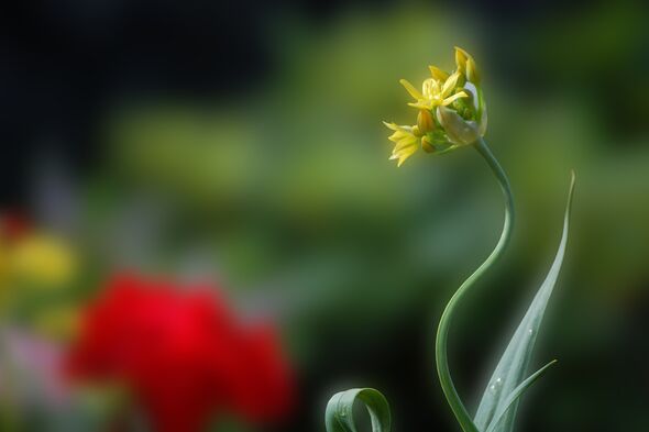 PLANTS