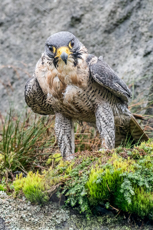 Pergrin Falcon