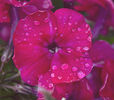 Phlox after rain Graham Nicholls