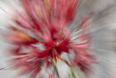Pink delight Pamela Bruce Lockhart