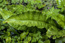 Raindrops on Fern Graham Nicholls
