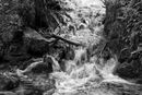 Rapids Jenny Short