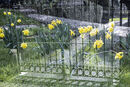 Rees Mogg's gate and daffodills Jill Toman