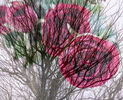 Rosy Future Pamela Bruce Lockhart