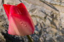 SPLASH OF RED AND PINK Suzanne LADD