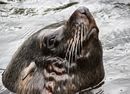 Seal Bristol 2019