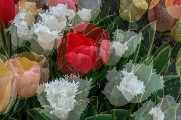 Spring Hope Pamela BL