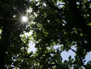 Sunbeams Jane R